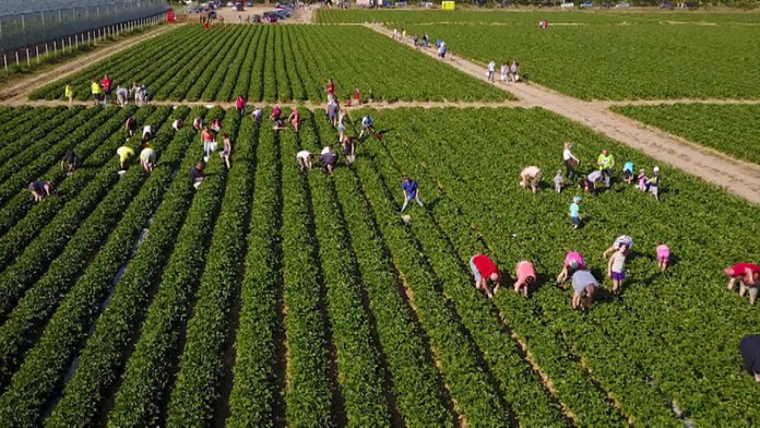 Ľudia zbierajú posledné jahody.