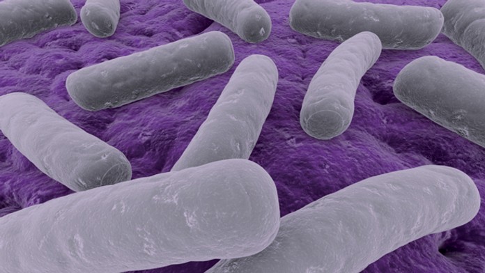 clostridia.jpeg
