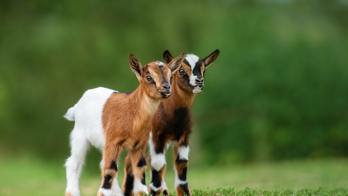 Riaditeľ mexickej zoo na párty servíroval mäso z chránených trpasličích kôz