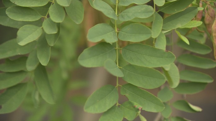 Policajti vykopali obeť mafiánskej vraždy.