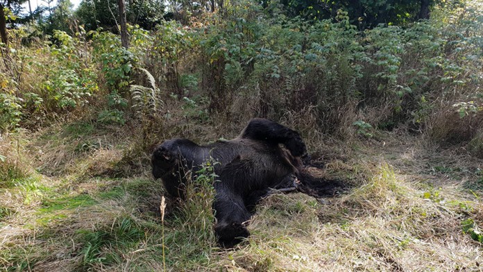 Mŕtva medvedica, ktorú našli medzi Tatranskou Lesnou a Starým Smokovcom turisti.