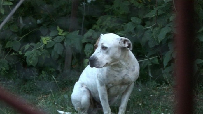 Pes, ktorý útočil