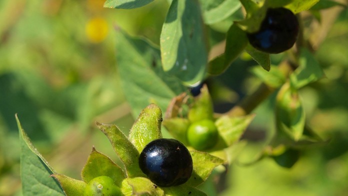Ľuľkovec zlomocný (lat. Atropa bella-donna).
