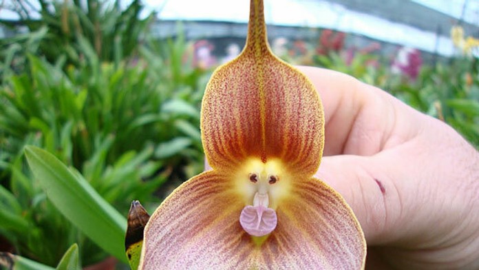 Kvet, ktorý vyzerá ako živý. Monkey Face Orchid (Dracula Simia)