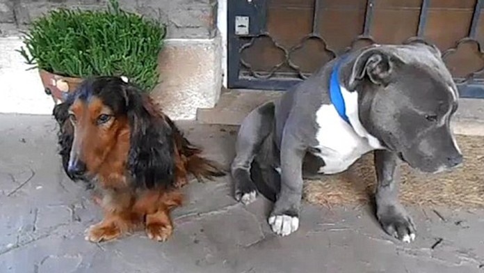 Podarení kamaráti.