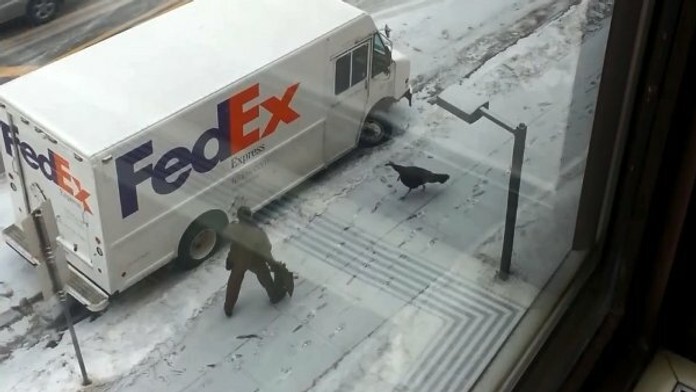 angry-turkey-chases-the-UPS-driver.jpg