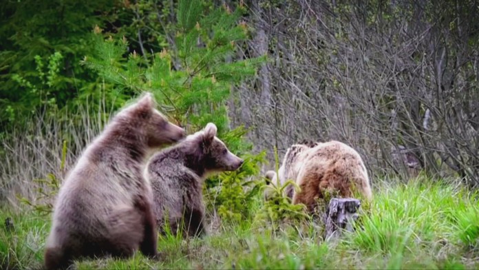 V ôsmich okresoch vyhlásili pre výskyt medveďov mimoriadnu situáciu. Od piatku sa ich počet rozšíri