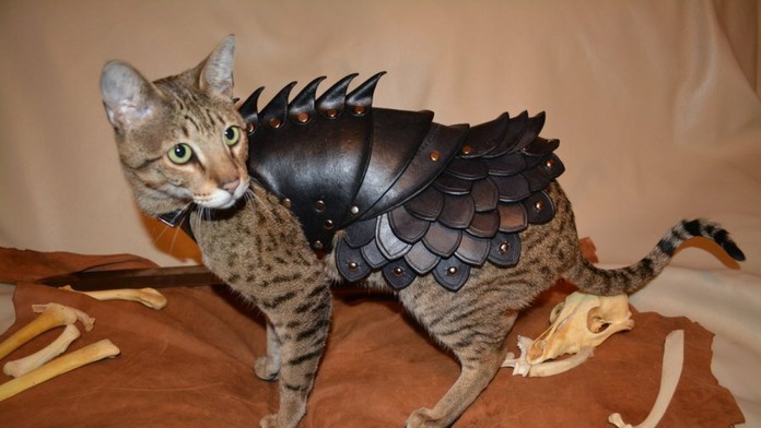 Výstredný oblek pre mačku