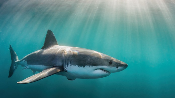 Žralok - ilustračná snímka