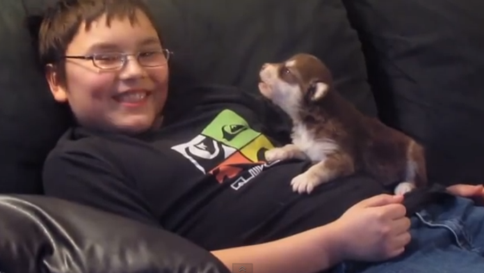 Šteniatko sa učí zavýjať