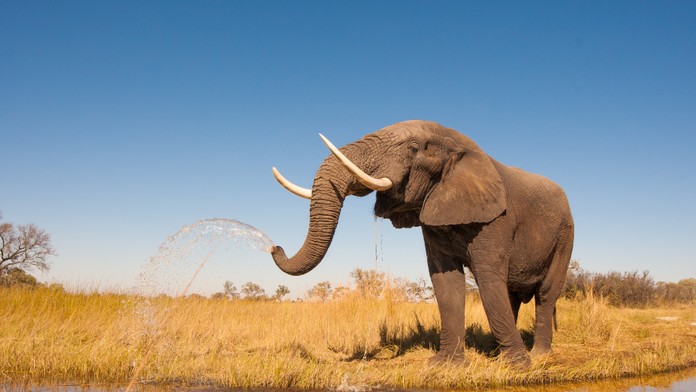 Tragédia v safari: Slon usmrtil turistu, ktorý chránil svoje vnúčatá