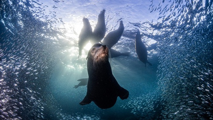 Vybrali najlepšie snímky prírody za rok 2023: Porotcov zaujala aj fotka slovenského fotografa