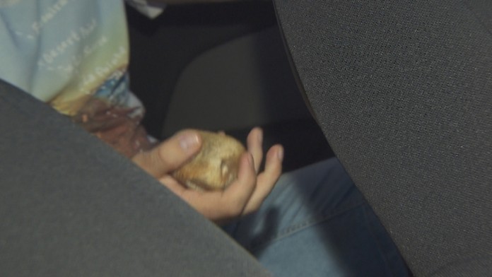 Stopár útočil s kameňom