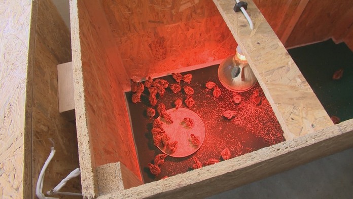 Jarabice musia byť po dlhej ceste niekoľko dní v teple, na jeseň vzácnu zásielku z cudziny vypustia na slobodu.