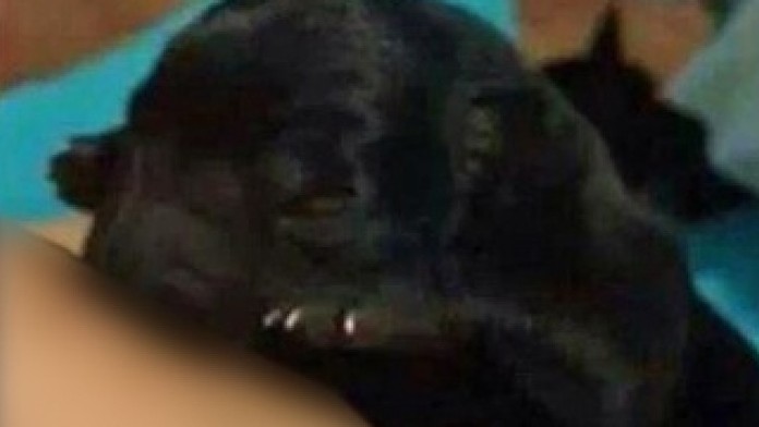 puppy human milk.jpg