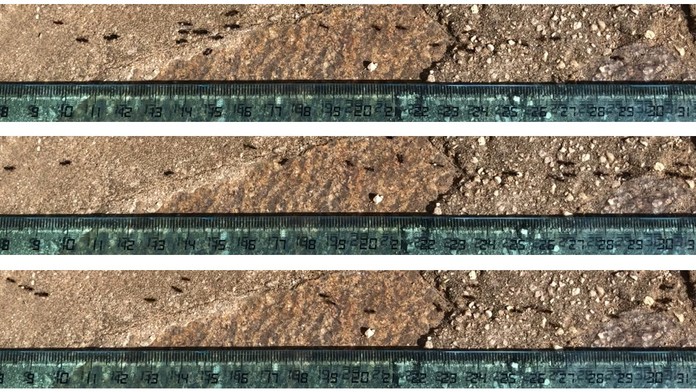 Vedci zrejme našli riešenie na plynulú premávku bez kolón. Mohli by sme sa inšpirovať mravcami