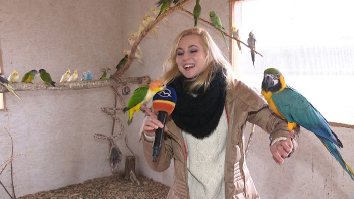 Prácu nám niekedy pri výrobe reportáží sťažili aj papagáje.