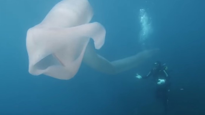 Potápači nasnímali unikátne zábery morského tvora.