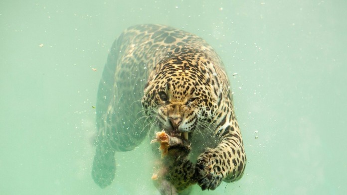 Alpská lyžiarka Tina Weiratherová v super-G na MS v Are.