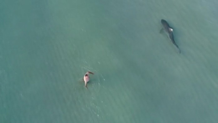 zralok_ludia_tvnoviny.mp4