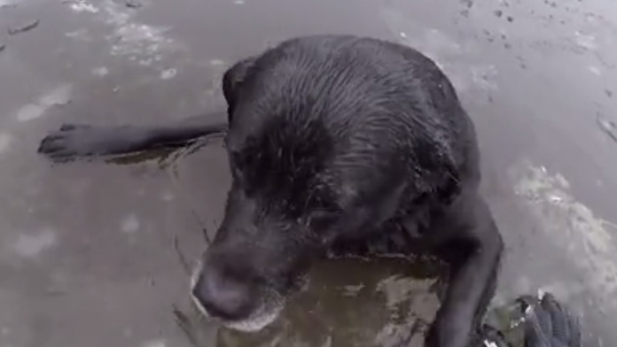 Veronika Cifrová Ostrihoňová