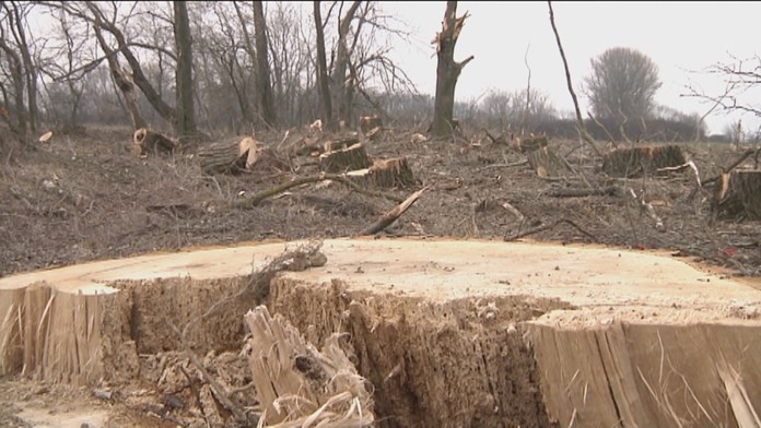 Celkovo vyrúbali 83 topľov a jeden orech. 