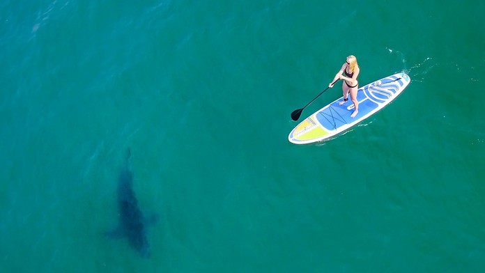 Hlavné mesto žraločích útokov: Na tejto pláži je riziko stretu s obávaným predátorom najvyššia na svete