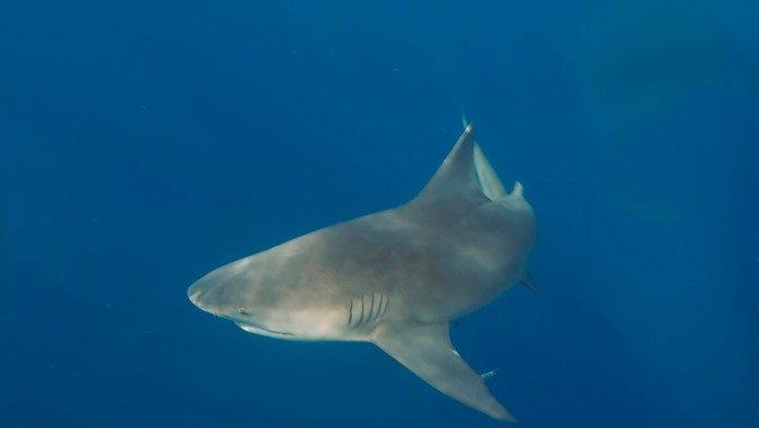 Vlastná hlúposť ju takmer stála život. Žena sa chcela odfotiť so žralokom, po jeho útoku prišla o obe ruky