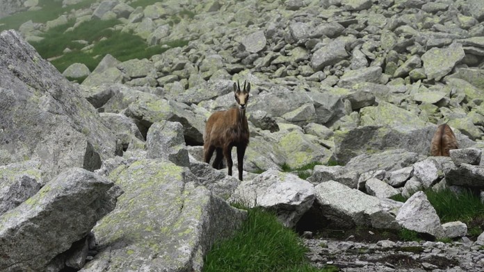 V Tatrách počítali kamzíky.