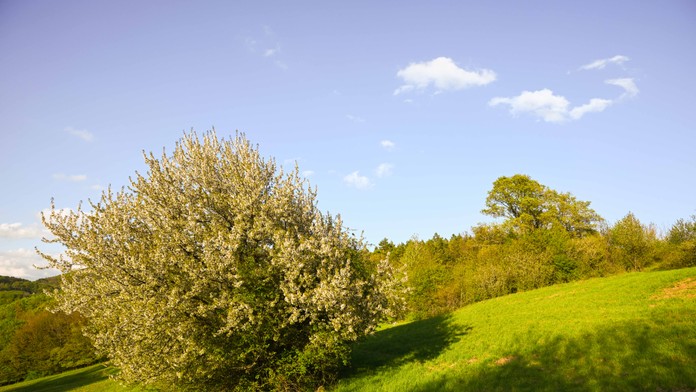 Je tu najnovšia predpoveď blížiacej sa jari: Odborníci upozorňujú na jedno prekvapenie