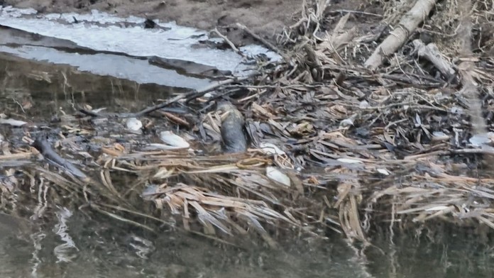 Stovky uhynutých rýb v rieke pod Poľanou. Ekohavária sa v Slatine nestala prvýkrát