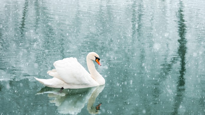 V sobotu sa začne najväčšie sčítavanie vodného vtáctva na Slovensku, pomôcť môže každý