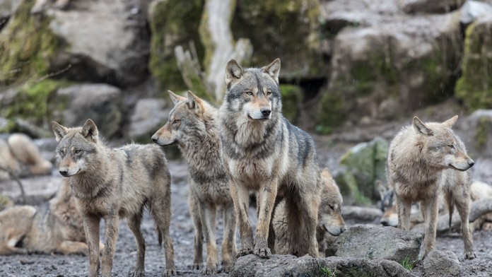 Vlci majú vodcovské schopnosti, myši sa neboja mačiek. Toxický parazit vyvoláva u zvierat zmeny v mozgu