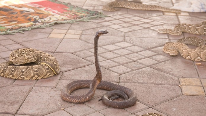 Rodinná dovolenka sa zmenila na horor: Turista zomrel po uhryznutí kobrou, ktorú mu do nohavíc pustil krotiteľ