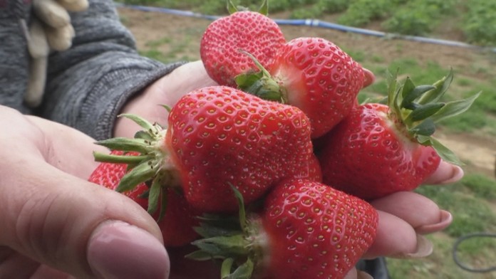 Tohtoročný máj ovociu zatiaľ praje.