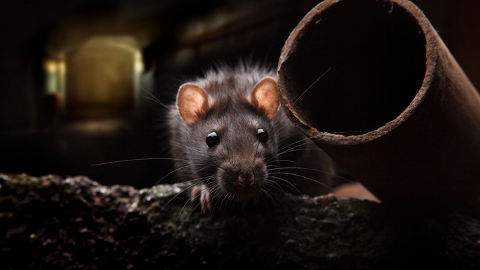 Cennet - požiadanie o ruku