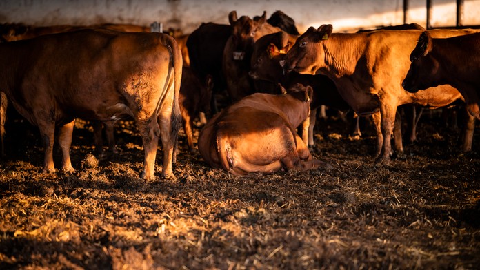Trpia aj hospodárske zvieratá.