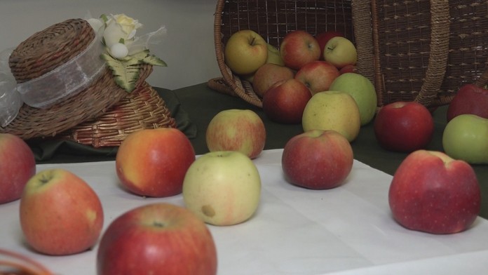 V Trenčíne vyberali najkrajšie jablko.