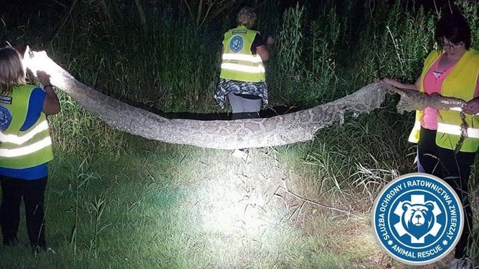 V okolí Varšavy hľadajú nebezpečného pytóna.