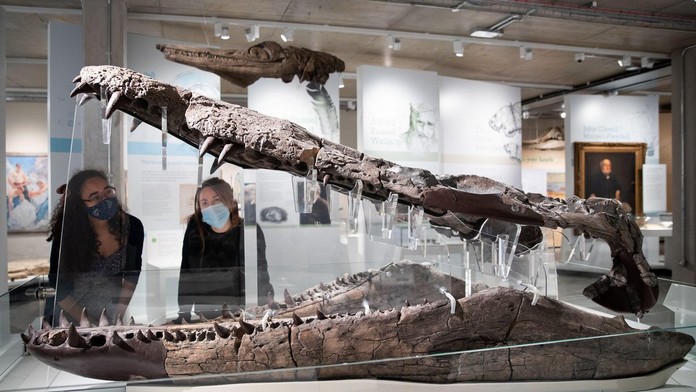 Mal schopnosti ako T-Rex, bol kráľom oceánov. Vedci objavili gigantickú lebku pravekého monštra