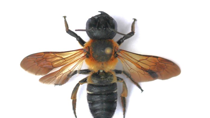 Čalúnnica Megachile sculpturalis