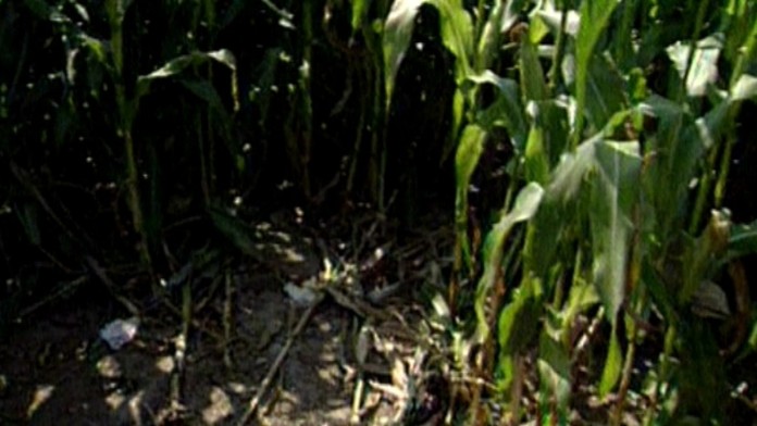 19 TN Sud vrah z kukurice.transferweb_jpg_bez_watermarku_1.jpg