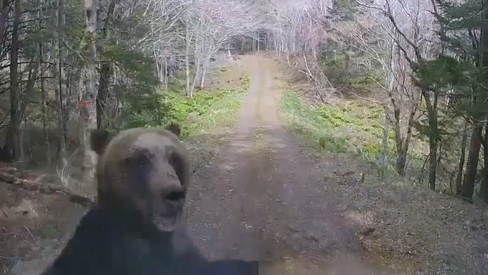 Inšpirácia pre Slovensko? Japonsko po rekordnom počte útokov medveďov testuje nový varovný systém
