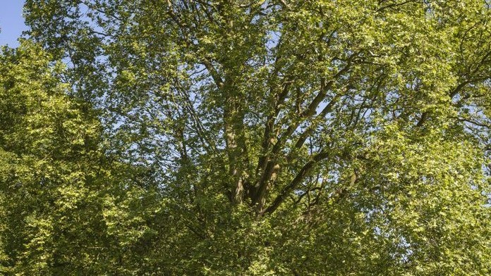 Strom má majestátnu korunu.