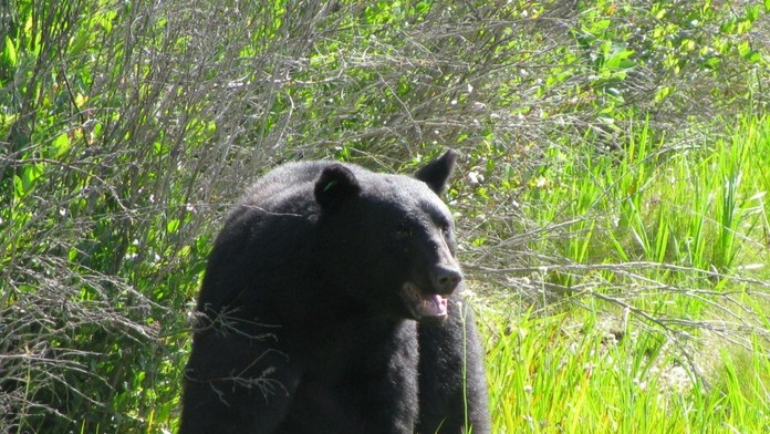 Zachránený medveď