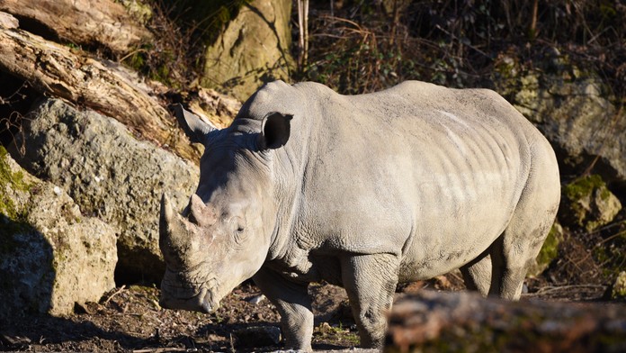 Nosorožec v salzburskej zoo zabil mladú ošetrovateľku. Zranený je aj ďalší zamestnanec