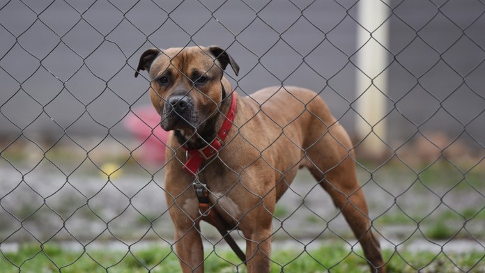 Psa na reťazi už neuvidíte. Podľa novely je uväzovanie psa v domácnosti zakázané