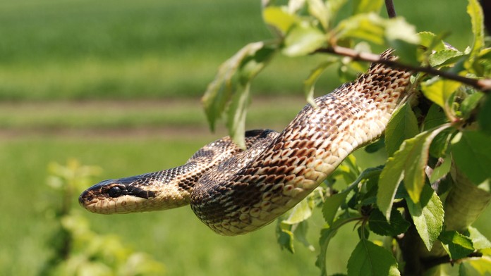 Donald Trump sa stretol s kráľovnou Alžbetou I. 