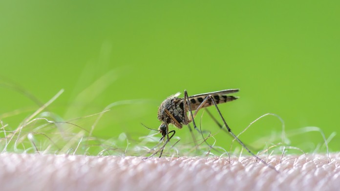 Komár - ilustračná snímka