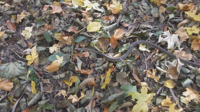 Had na zvolenskom sídlisku.